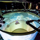 The FreemoVR apparatus renders a perspective correct virtual environment based on the location of the animal's eyes.